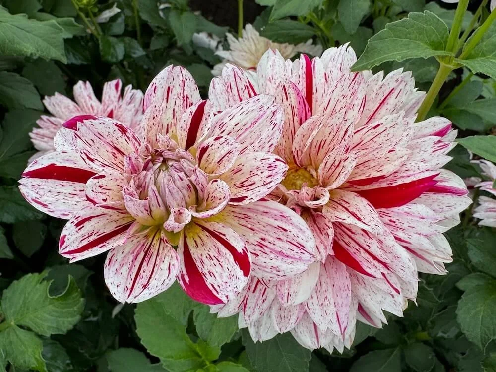 Dahlia 'Picasso' (Picasso Dahlia) — Northwest Blooms